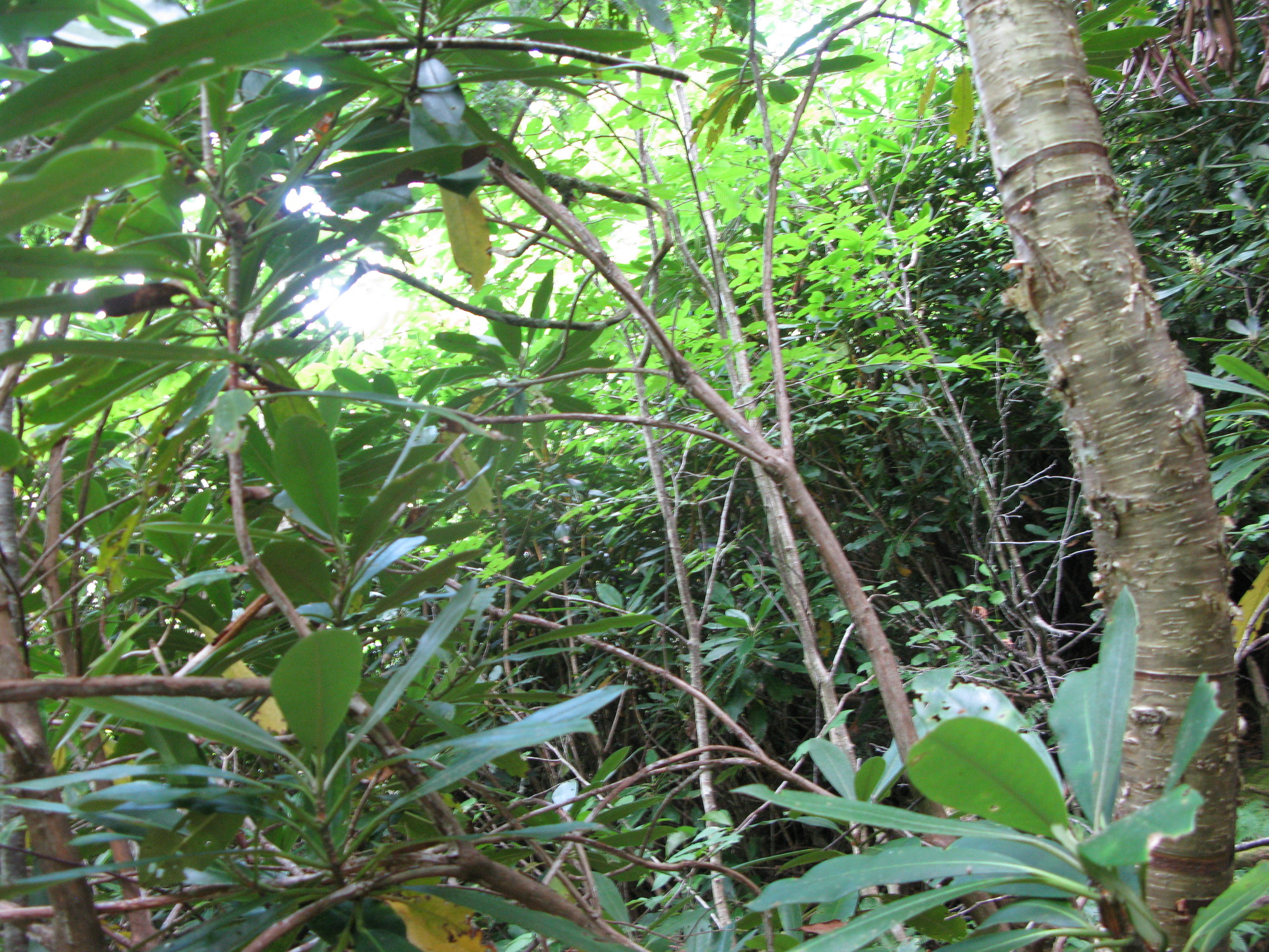 GRSM Accuracy Assessment. Plot Code: GRSM_AA_0722_2