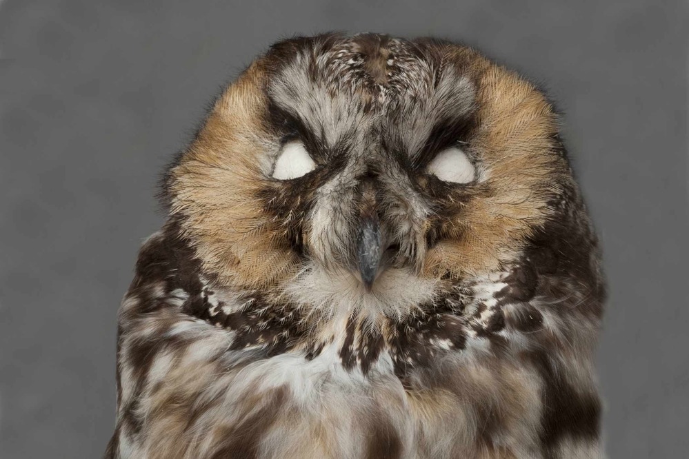 PORE 201 Asio otus (Linnaeus, 1758)