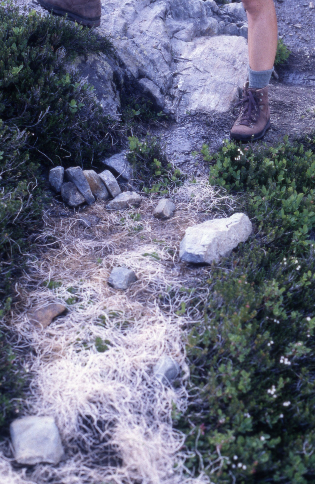 A trail covered in curly mulch, rocks, and sprouts surrounded by wildflowers. In the background is a person in hiking boots from the knee down stepping onto a rock ledge.