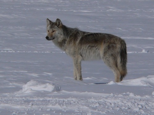 Within Voyageurs National Park there are approximately six to eight wolf packs and a total of 35-45 wolves. Lone wolves, such as the one in this photo, make up about 15% of the total populations of wolves in the park.