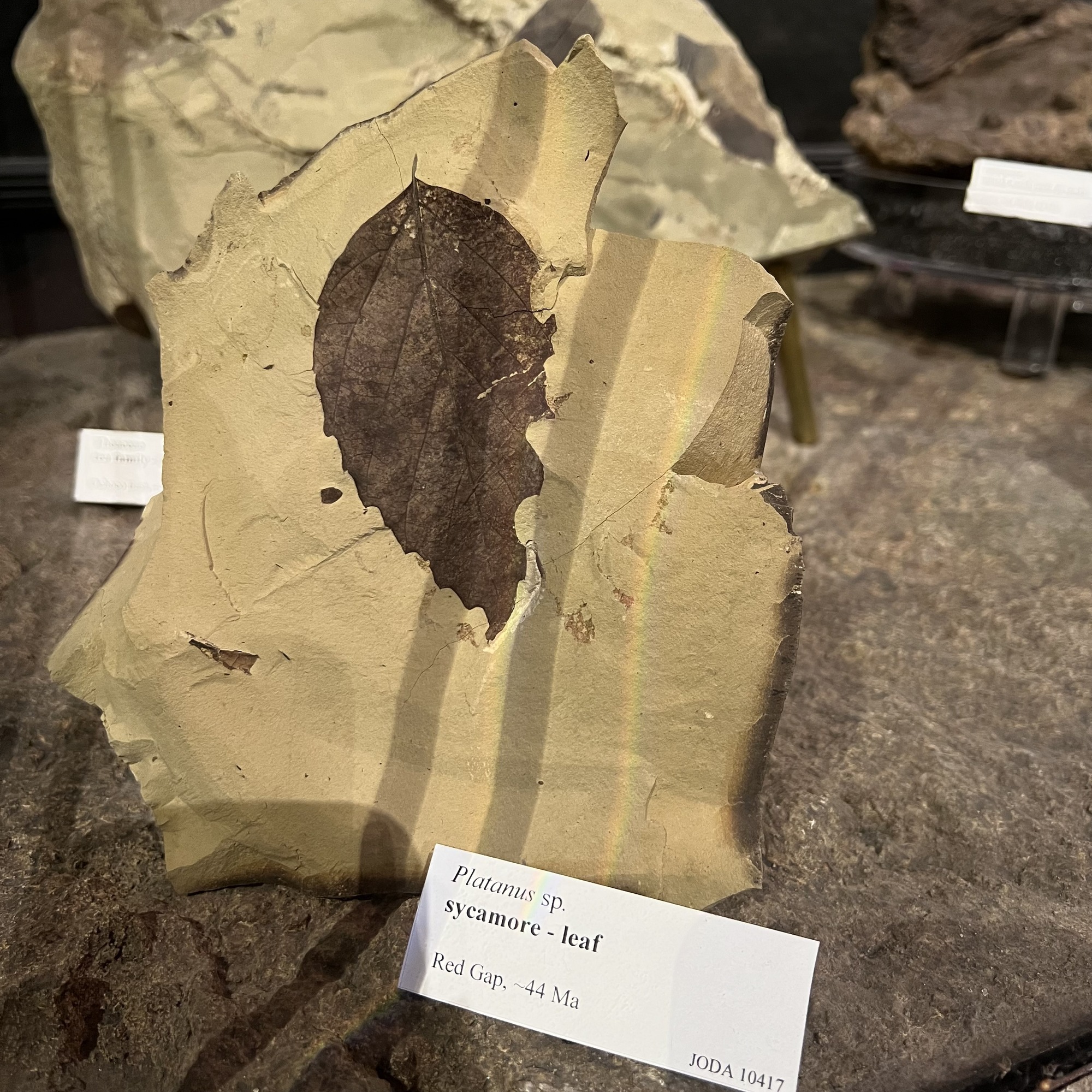 sycamore leaf fossil