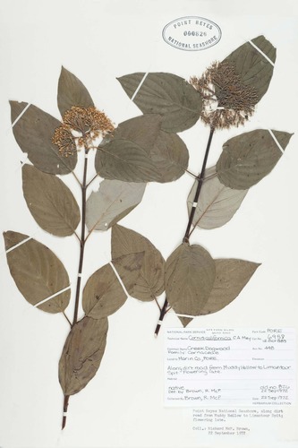 PORE 6958 Cornus californica C.A. Mey