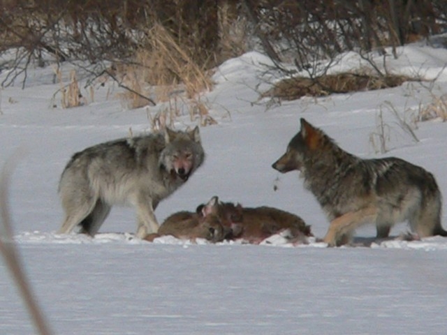 Though wolf sightings are rare in the park, they can sometimes be seen traveling across the ice during the winter. The researchers who captured these photographs stayed downwind and out-of-sight.