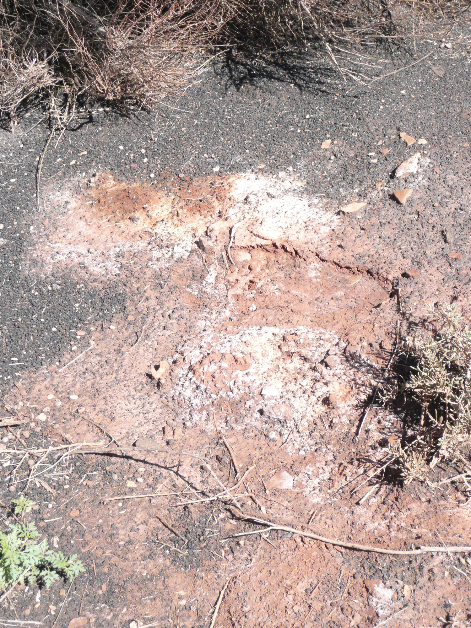 Whitish mineral deposits on the soil surface