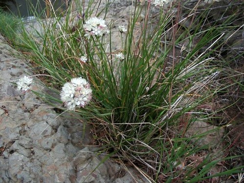 Red-skinned Onion  Allium haematochiton Circle X Ranch: Canyon view trail, riparian woodland, 4-8-04.