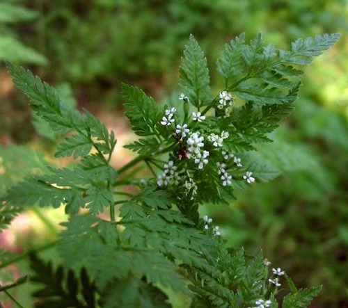Bur-chervil * Anthriscus caucalis Backbone trail between Zuma ridge trail and Kanan trailhead: Riparian woodland, 4-26-04.