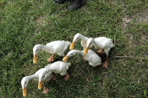 Herding ducks at The Spicy Lamb Farm in Cuyahoga Valley National Park