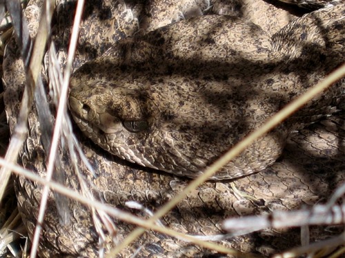 closeup of a rattlesnake's head; the snake is speckled, brown, and blends into the shadows of grass well
