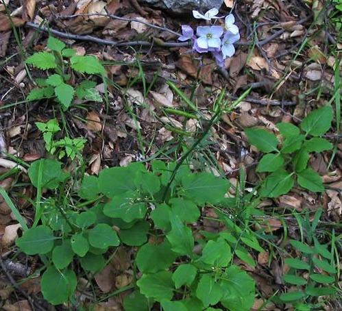 Milkmaids Cardamine californica Backbone trail between Latigo and Corral trailheads, oak woodland, 4-16-04.