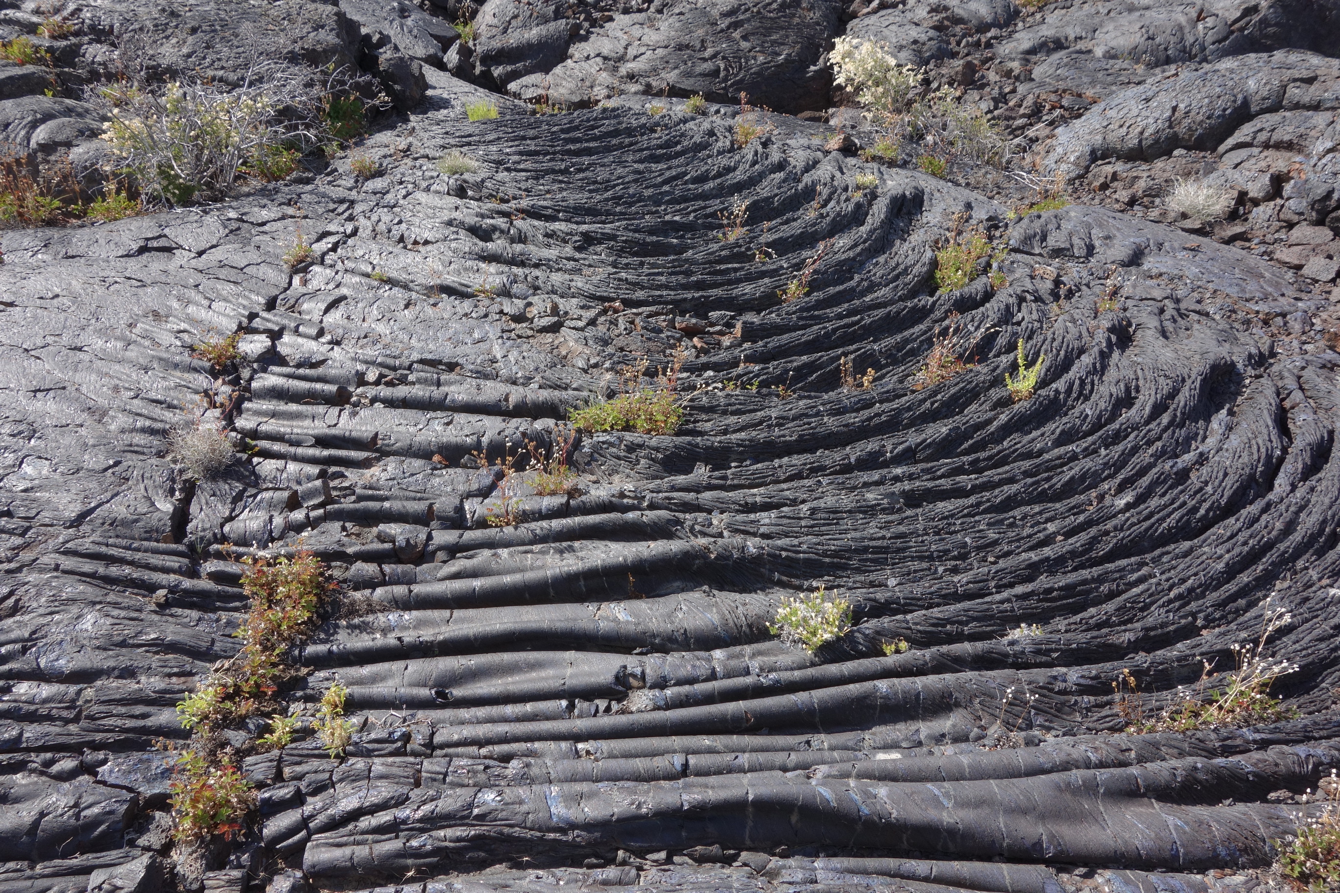 a smooth black lava flow with many wrinkles and folds that moved slightly downhill in the direction of the camera, some small plants are growing in it