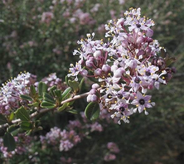 Bigpod Ceanothus Ceanothus megacarpus Circle X Ranch: Sandstone peak trail, chaparral, 2-24-04.