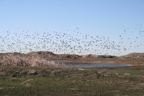 Most of the North American population of redhead ducks winters on the Laguna Madre, not far from South Beach.