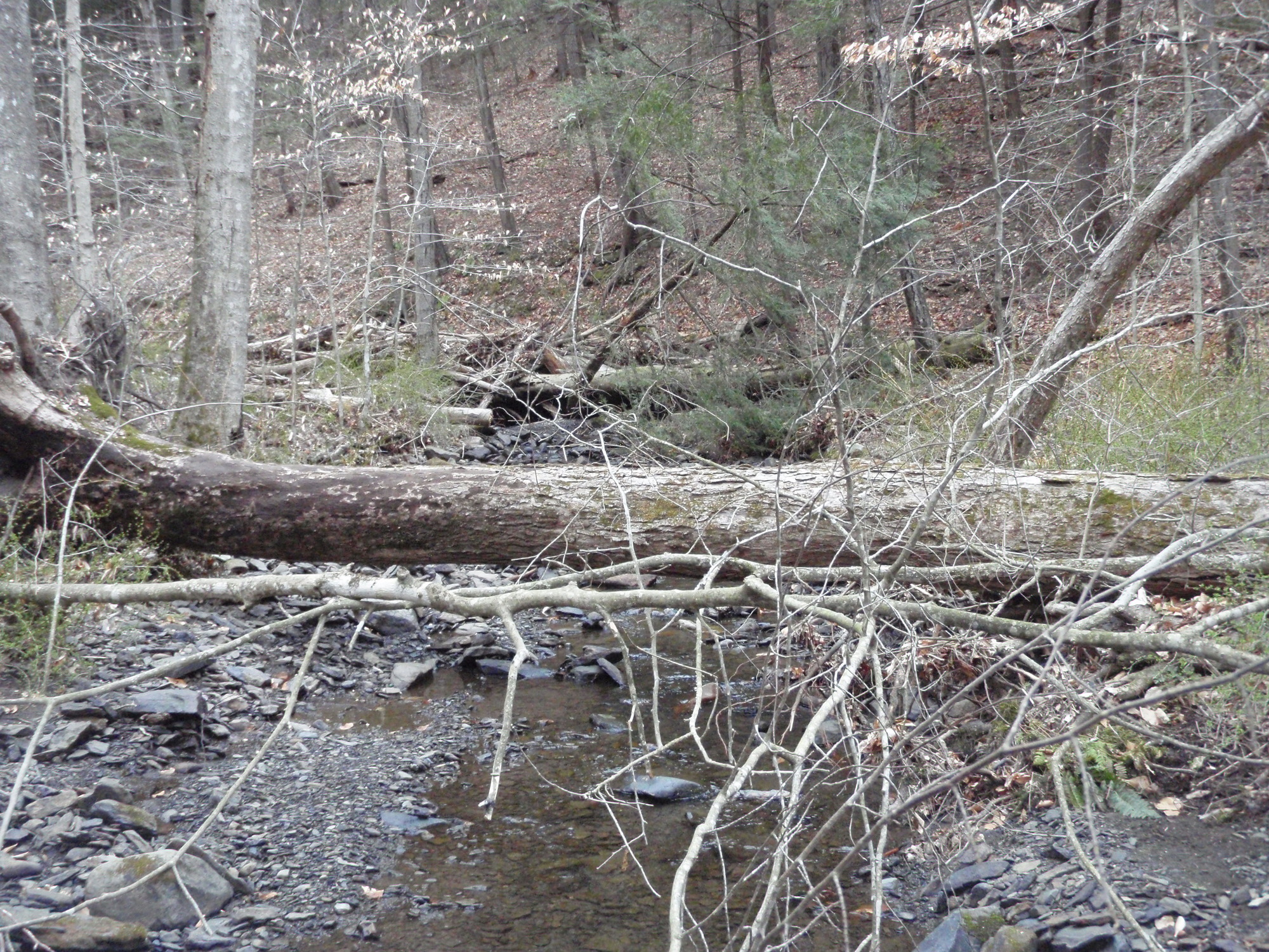 Site visit photo showing the upstream (UP) or downstream (DN) view of a wadeable stream reach taken during benthic macroinvertebrate monitoring at Delaware Water Gap National Recreation Area.