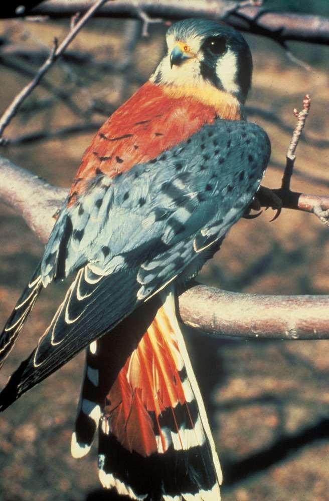 Public domain photo from the US Fish and Wildlife Service