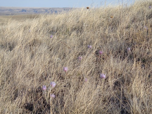 Stepping up to the point from which Karl Bodmer in 1833 painted his view of Fort Union