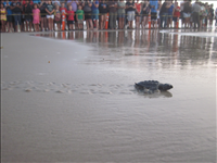 A hatchling Kemp's ridley sea turtle crawls towards the water at a public hatchling release on 21 June 2011.. 