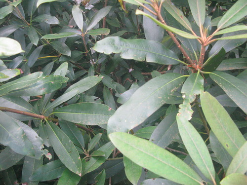 GRSM Accuracy Assessment. Plot Code: GRSM_AA_0759_4