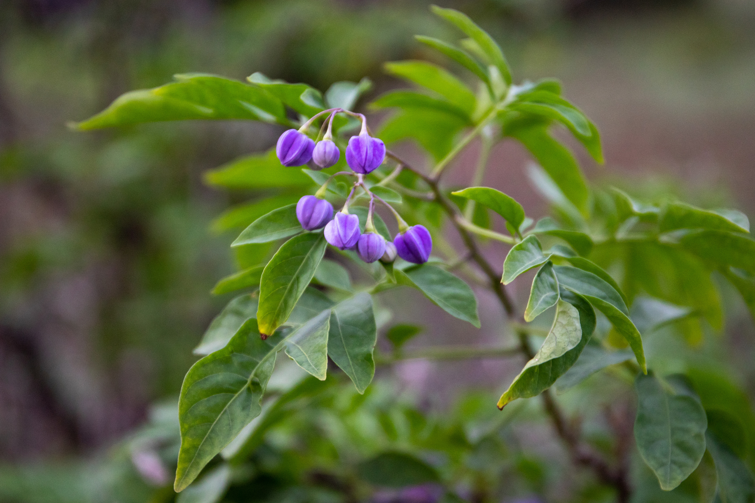 Purple flower buds and green leaves. 
