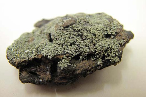 PORE 9964 Cladonia furcata (Huds.) Schrad.