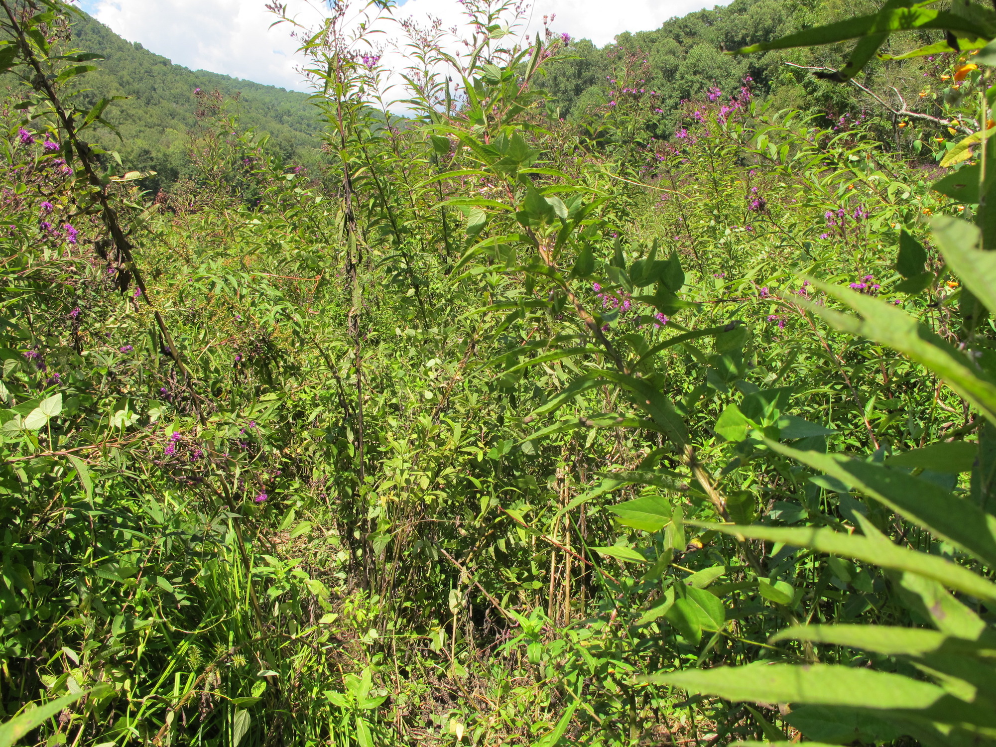 GRSM Accuracy Assessment. Plot Code: GRSM_AA_0776_2