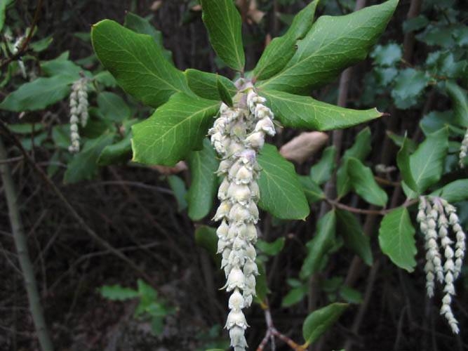 Silk-tassel Bush Garrya veatchii Circle X Ranch: Mishe Mokwa trail, oak woodland, 2-16-04.