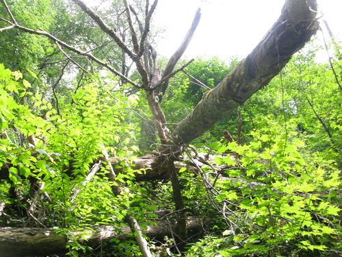 GRSM Accuracy Assessment. Plot Code: GRSM_AA_0850_4