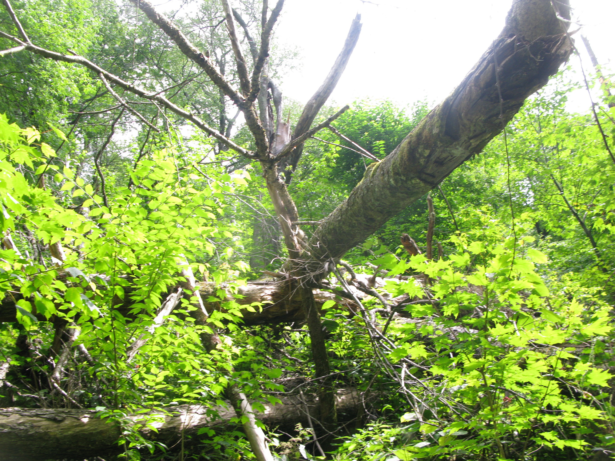 GRSM Accuracy Assessment. Plot Code: GRSM_AA_0850_4