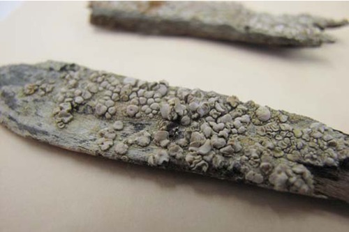 PORE 9985 Lecanora caesiorubella Merrillii