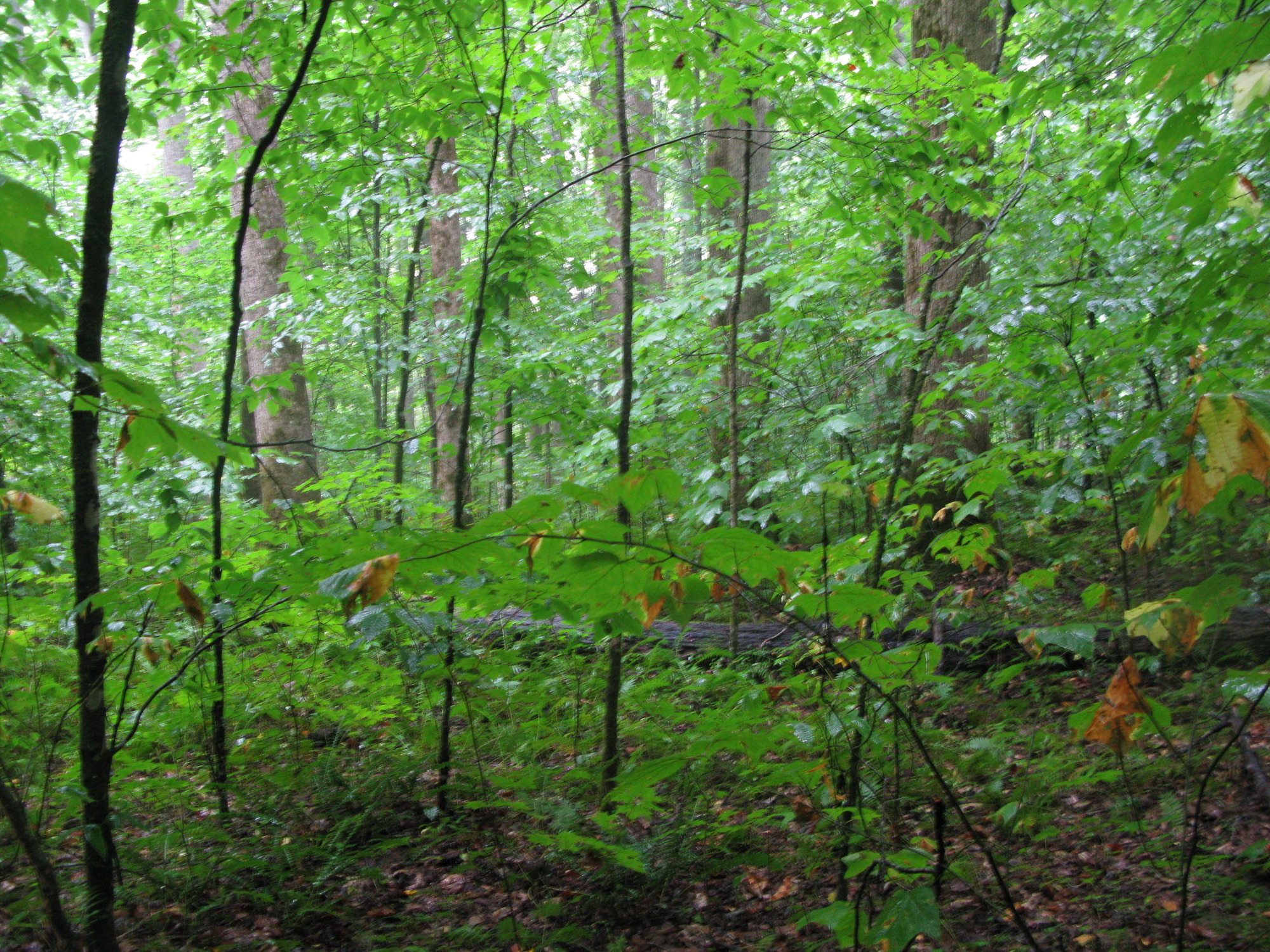 GRSM Accuracy Assessment. Plot Code: GRSM_AA_0031_3