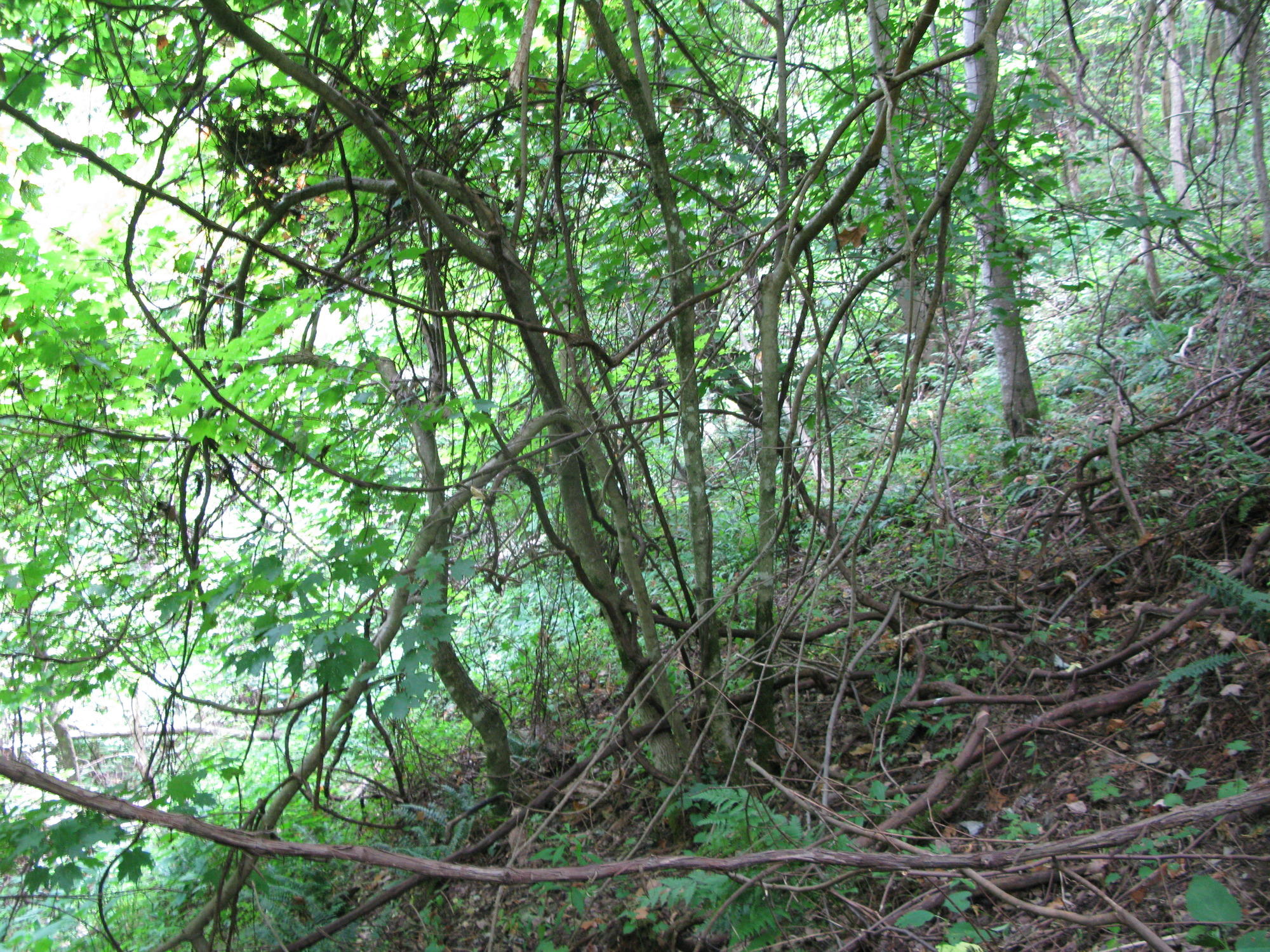 GRSM Accuracy Assessment. Plot Code: GRSM_AA_0944_4