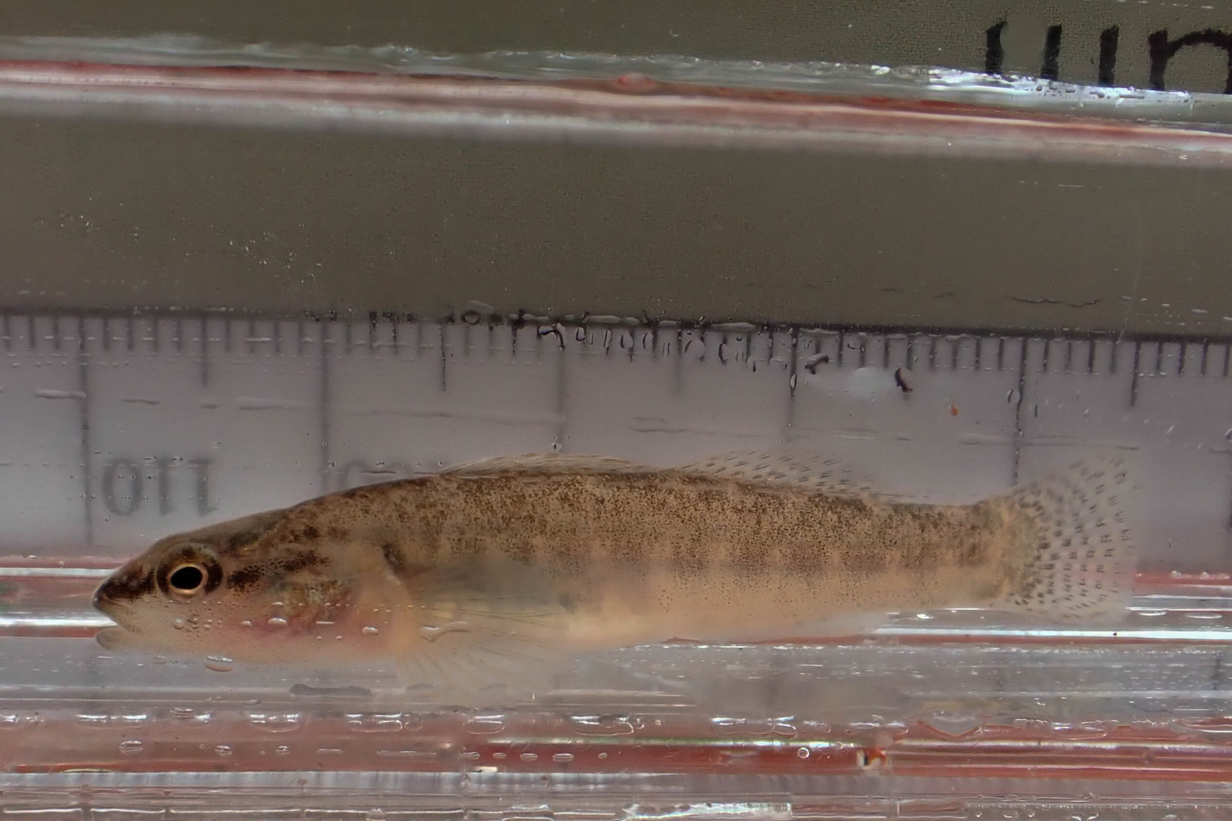 Etheostoma flabellare (fantail darter) - full body, juvenile