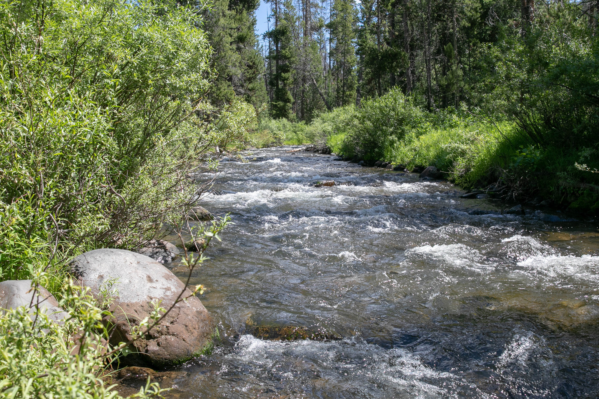 Willows and trees line the banks of Specimen Creek