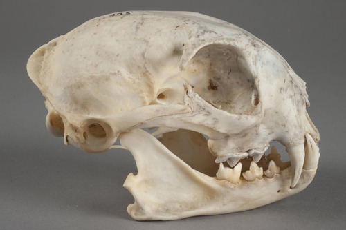 PORE 325 Lynx rufus (Schreber, 1777)