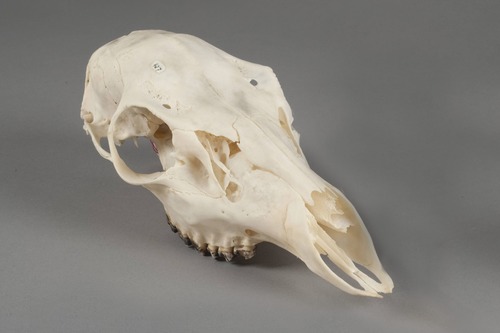 PORE 427 Odocoileus hemionus (Rafinesque, 1817)