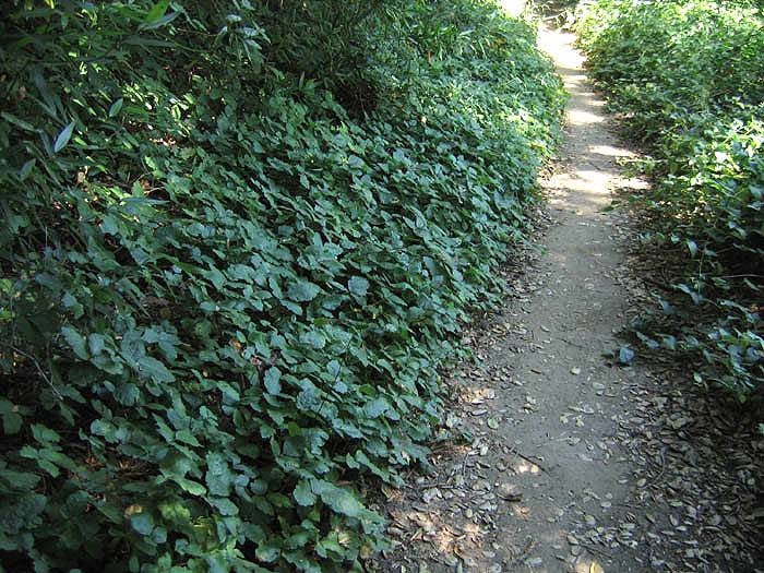 Poison Oak Toxicodendron diversilobum Circle X Ranch: Grotto trail, riparian woodland, 3-8-04. "Leaves of Three, Let It Be"