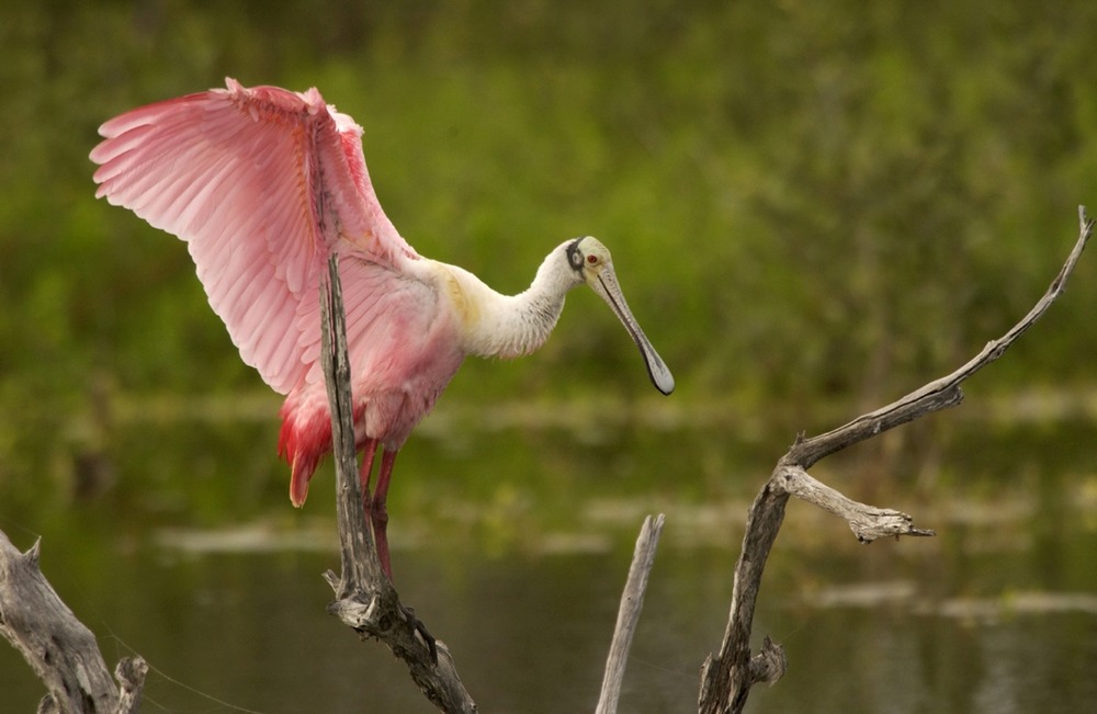 Roseate spoonbills can sometimes be seen feeding in the park wetlands. This photo is in the the public domain.
