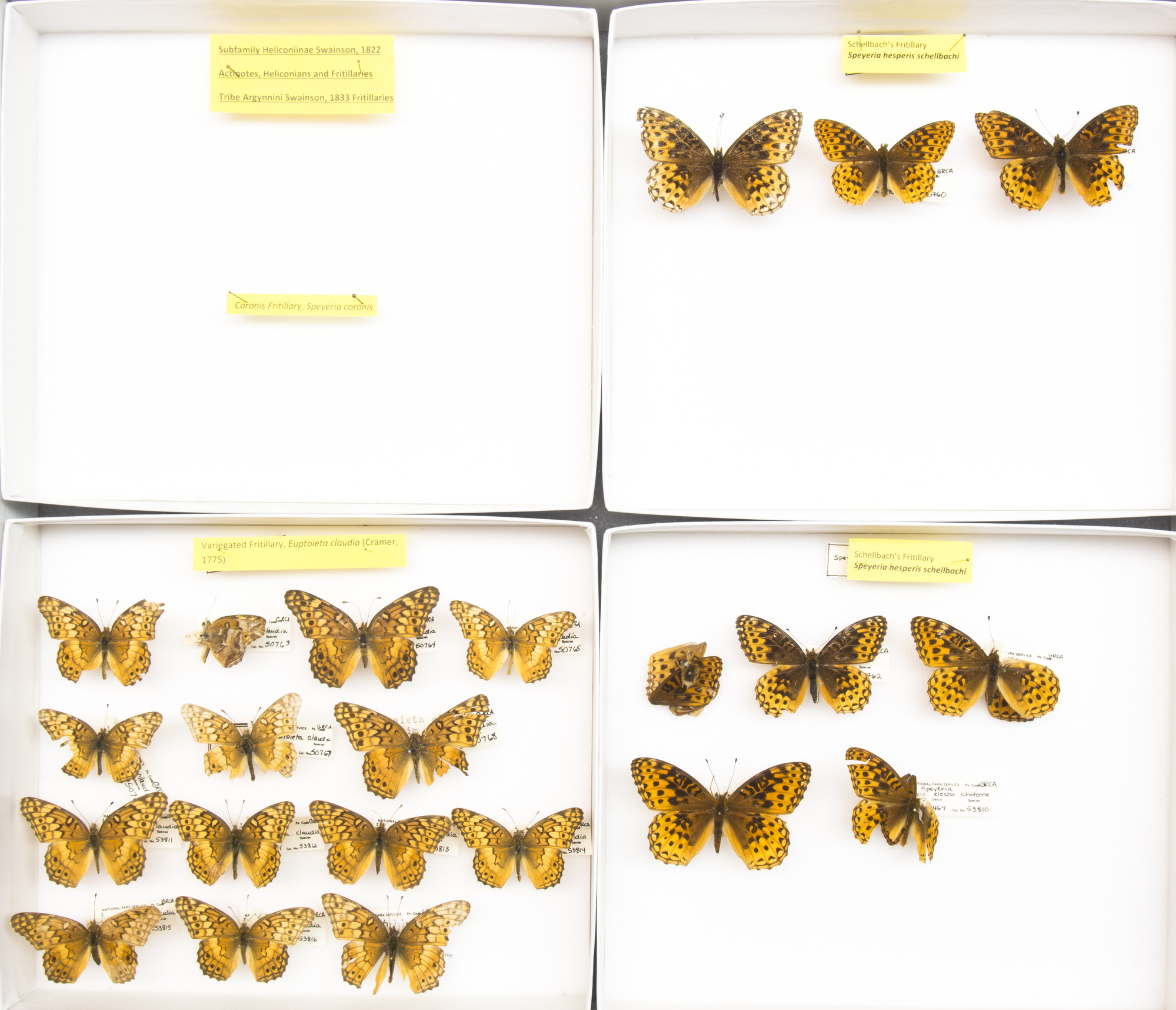 Variegated Fritillary, Euptoieta cladia. Schellbach's Fritillary, Speyeria hesperis schellbachi. Series. Grand Canyon Museum Collection..JPG