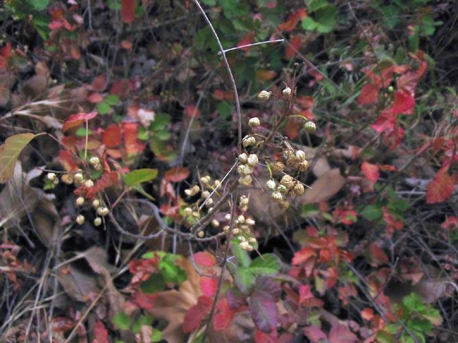 Poison Oak Toxicodendron diversilobum Circle X Ranch: Grotto trail, riparian woodland, 3-8-04. "Leaves of Three, Let It Be"