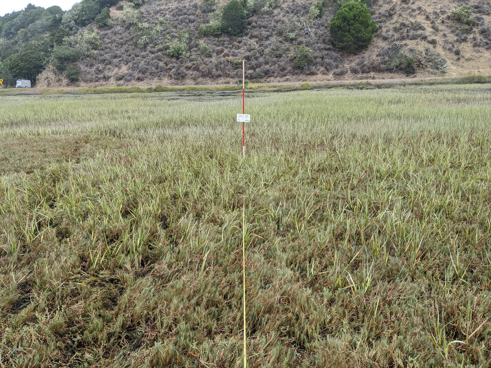 Eye-level view from the center point of a plant community monitoring plot