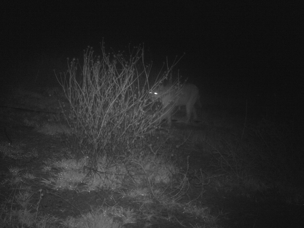 Montezuma Well Wildlife Cam - Puma or Mountain Lion seen at night!