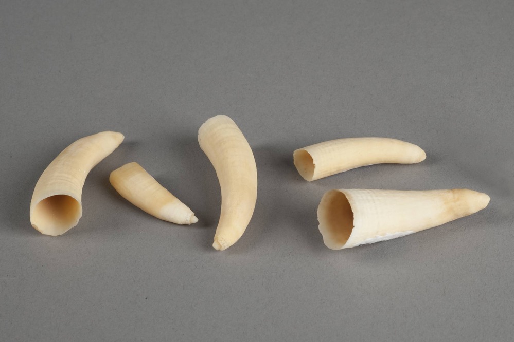 PORE 8449 Physter macrocephalus