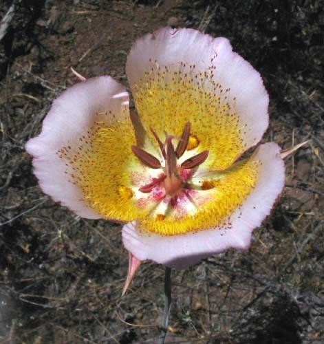 Plummer's Mariposa Lily Calochortus plummerae Circle X Ranch: Backbone trail, chaparral, 6-7-04.