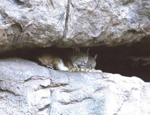 bobcats in rock crack