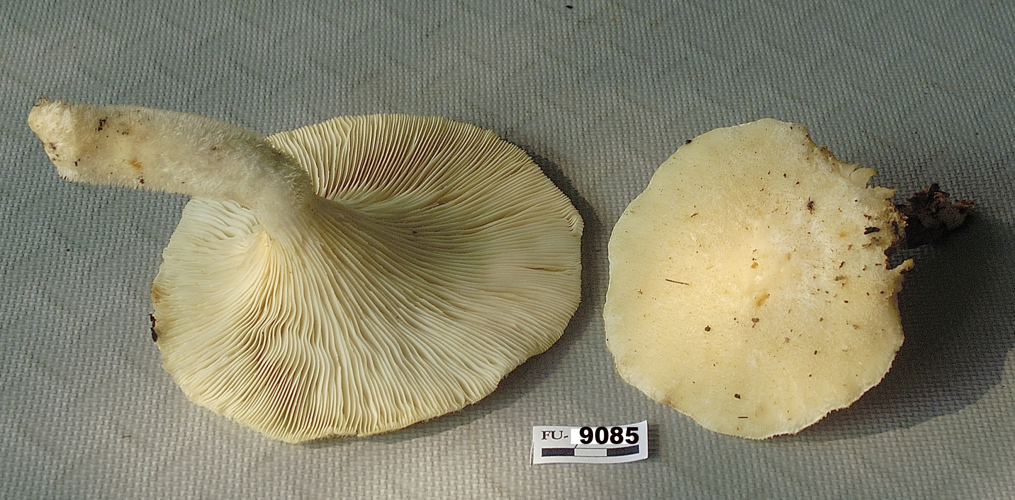 Image of Pleurotus dryinus, a species of fungi.