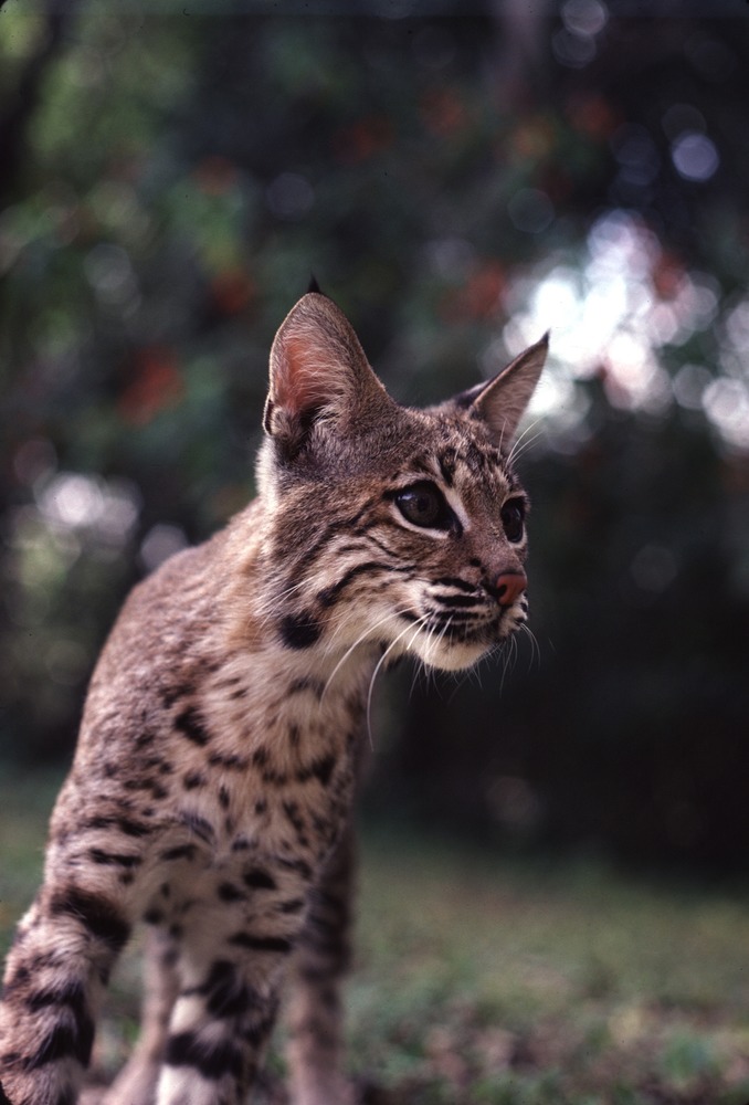 bobcat