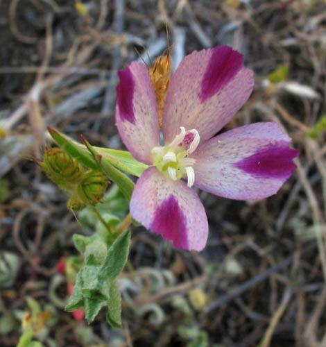 Purple Clarkia Clarkia purpurea Circle X Ranch: Canyon view trail, riparian woodland, 5-4-04.