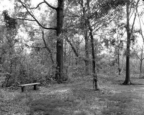 "South Garden, Jamaica Bay Wildlife Refuge" Stephen Yaeger