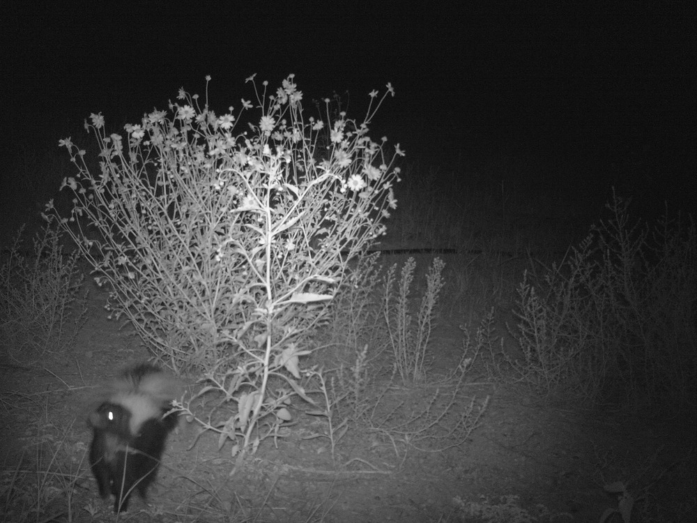 MOWE Wildlife Cam - Skunk 1