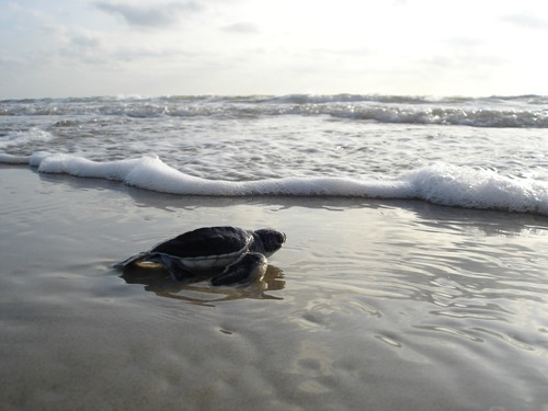 Green sea turtle hatchling faces the Gulf surf.