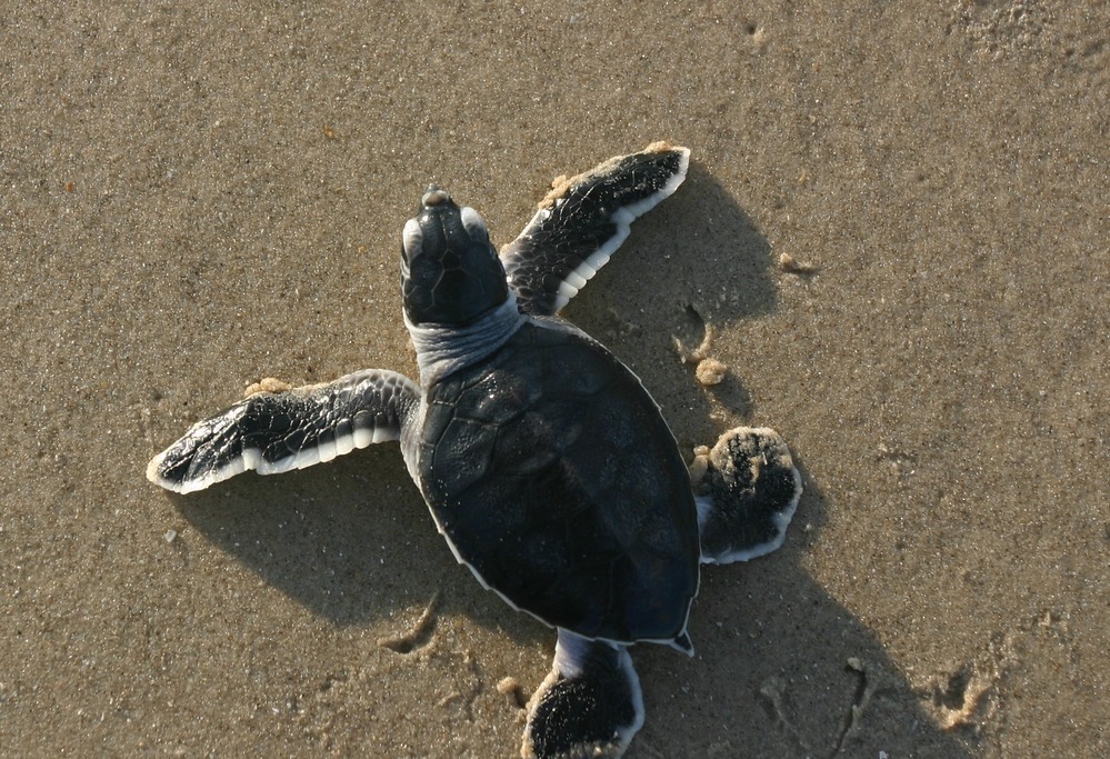 Green sea turtle hatchlings are only about two inches long.